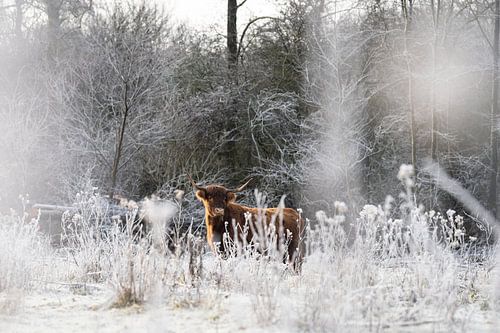 Bruine schotse hooglander in de sneeuw