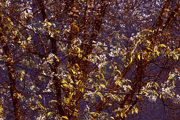 SPRING 1 by Miroslav Ptacek