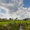 Mooi landschap met rijstterrassen en kokospalmen dichtbij Tegallalang-dorp, Ubud, Bali, Indonesië. van Tjeerd Kruse