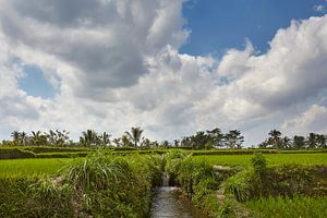 Mooi landschap met rijstterrassen en kokospalmen dichtbij Tegallalang-dorp, Ubud, Bali, Indonesië.