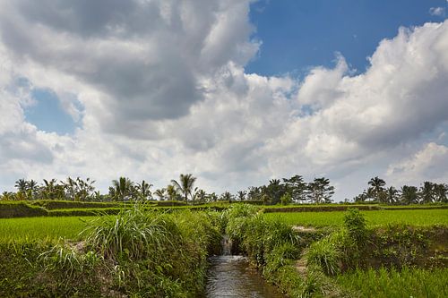 Magnifique paysage avec des rizières en terrasse et des cocotiers près du village de Tegallalang, Ub sur Tjeerd Kruse