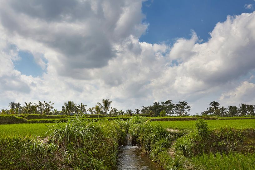 Mooi landschap met rijstterrassen en kokospalmen dichtbij Tegallalang-dorp, Ubud, Bali, Indonesië. van Tjeerd Kruse
