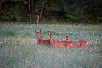 3 in a row in Roersalen