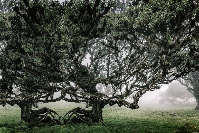 Verera do Fanal van Henk Leijen