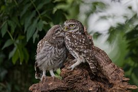 ouder met jonge Steenuil by Ina Hendriks-Schaafsma