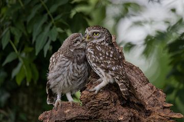 ouder met jonge Steenuil von Ina Hendriks-Schaafsma