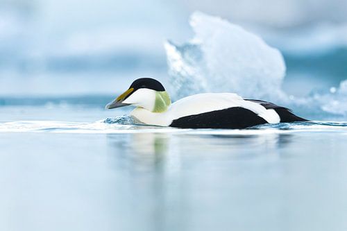 Common Eider, Somateria mollissima borealis