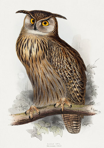Edward Lear – Uhu (Bubo maximus), 1832–1837