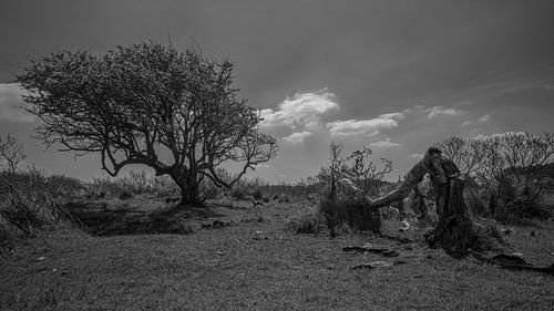 Kennemerduinen, Noord Holland