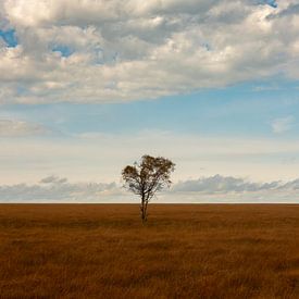 Arbre sur Patrick Dreuning