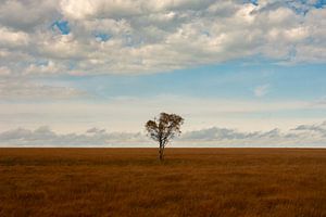 Tree by Patrick Dreuning