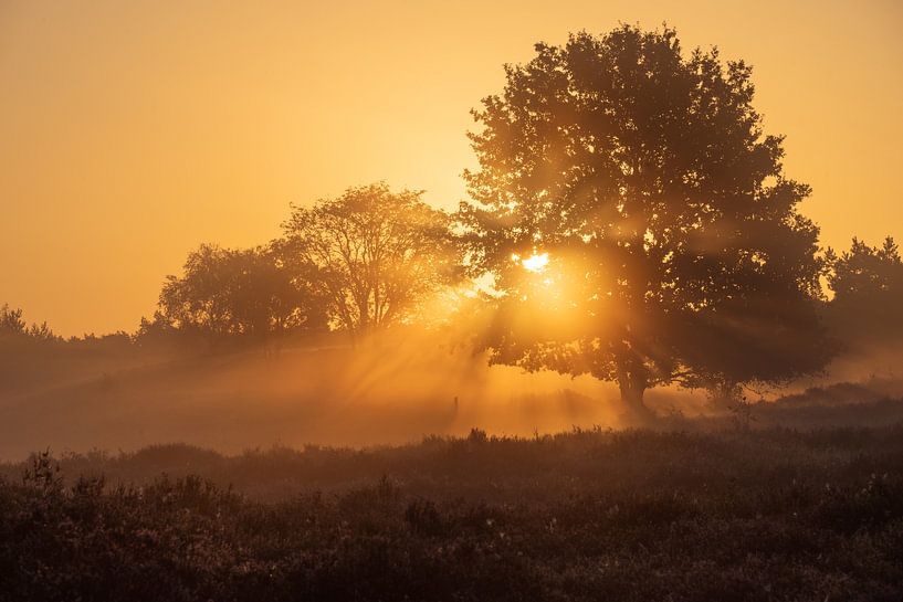 Good morning Netherlands I by Van Renselaar Fotografie