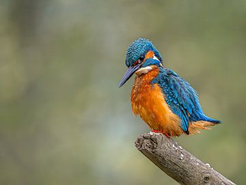 Kingfisher on Branch by Dieta Kranenburg