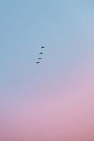 Birds at Sunrise