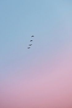 Vögel bei Sonnenaufgang