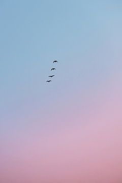 Vogels tijdens zonsopkomst van Wouter van der Weerd