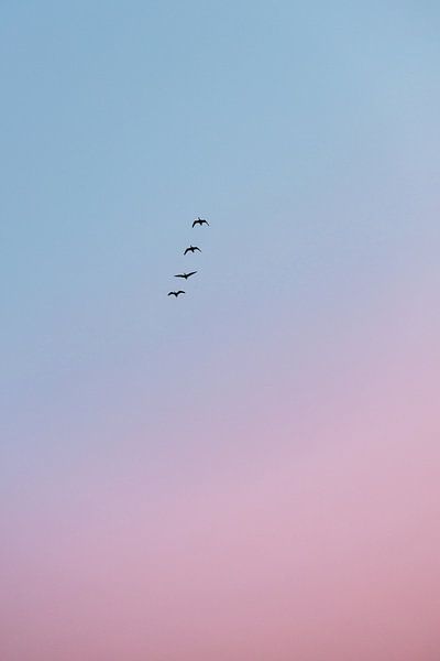 Vögel bei Sonnenaufgang von Wouter van der Weerd