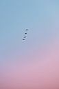 Birds at Sunrise by Wouter van der Weerd thumbnail