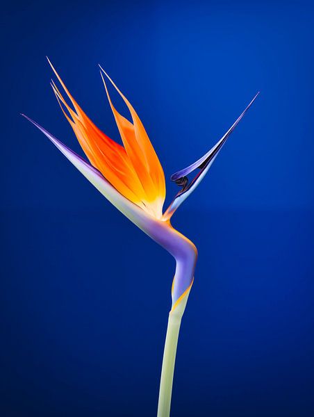 Bird Of Paradise Portrait by Virgil Quinn - Decorative Arts