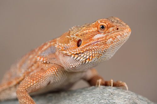 Baardagame (Pogona vitticeps)