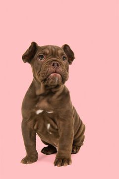 Schattige bulldog pup van Elles Rijsdijk