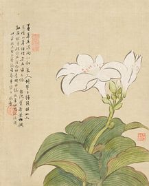 Blumen P.9, Liang Yuwei