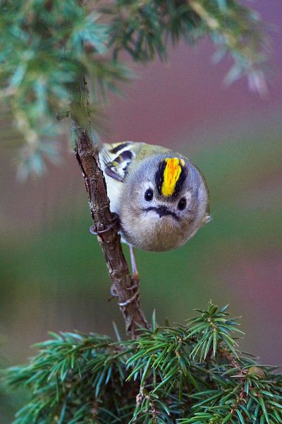 Sommergoldhähnchen, Regulus regulus von Beschermingswerk voor aan uw muur