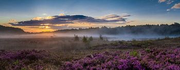 Panorama van paarsgekleurde heide op De Teut