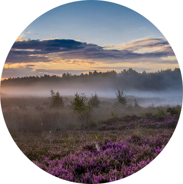 Panorama van paarsgekleurde heide op De Teut