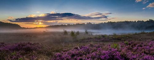 Panorama van paarsgekleurde heide op De Teut