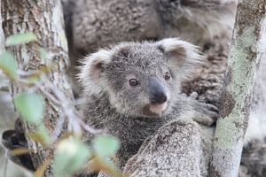 A baby koala and mother sitting in a gum tree on Magnetic Island, Queensland Australia