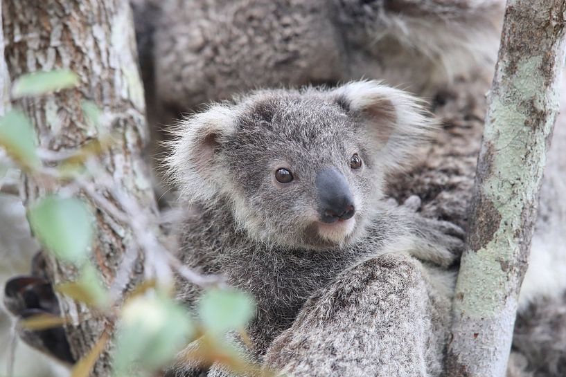 A baby koala and mother sitting in a gum tree on Magnetic Island, Queensland Australia by Frank Fichtmüller