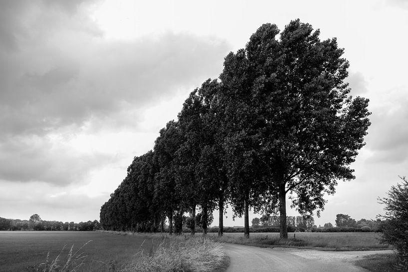Row of trees near Ellecom by Studio Revalon