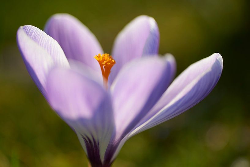 Paarse krokus met oranje stamper van Cor de Hamer