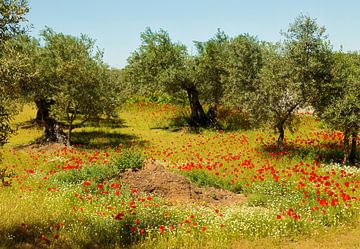 Poppies between Holm Oaks by Rob Kempers