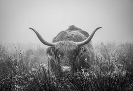 Scottish highlander portrait - misty morning black and white by Capturedby_Kim