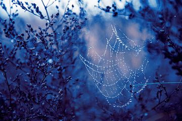 Das Spinnennetz mit Wassertropfen von Yanuschka Fotografie | Noordwijk