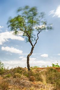 Tanzender Baum