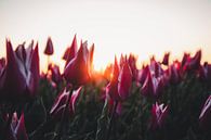 Tulpen in der Morgensonne von Tes Kuilboer Miniaturansicht