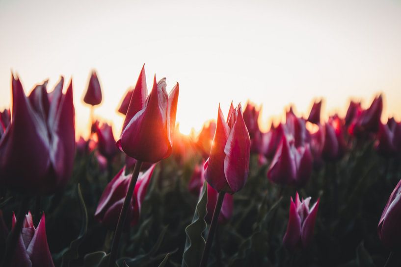 Tulpen in der Morgensonne von Tes Kuilboer