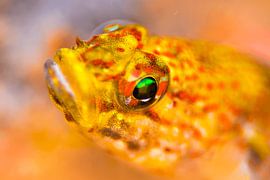 UNDERWATER ART - XANTO by LISA DC