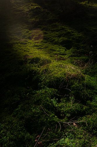 De ochtendzon schijnt over het mos