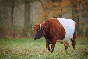 Rood bonte Lakenvelder koe van Sara in t Veld Fotografie