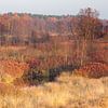Warm colours on the Gasterse Duinen by Karla Leeftink
