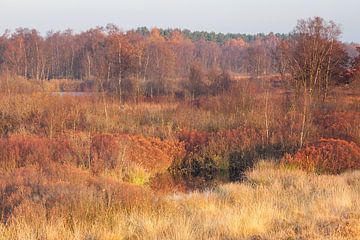 Warm colours on the Gasterse Duinen by Karla Leeftink