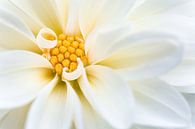 Weiße Dahlienblüte von Tijmen Hobbel Miniaturansicht