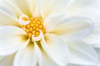 Weiße Dahlienblüte