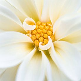 Fleur de dahlia blanc sur Tijmen Hobbel