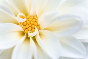 Witte dahlia bloem van Tijmen Hobbel