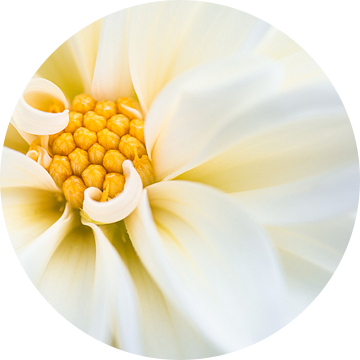 Witte dahlia bloem van Tijmen Hobbel